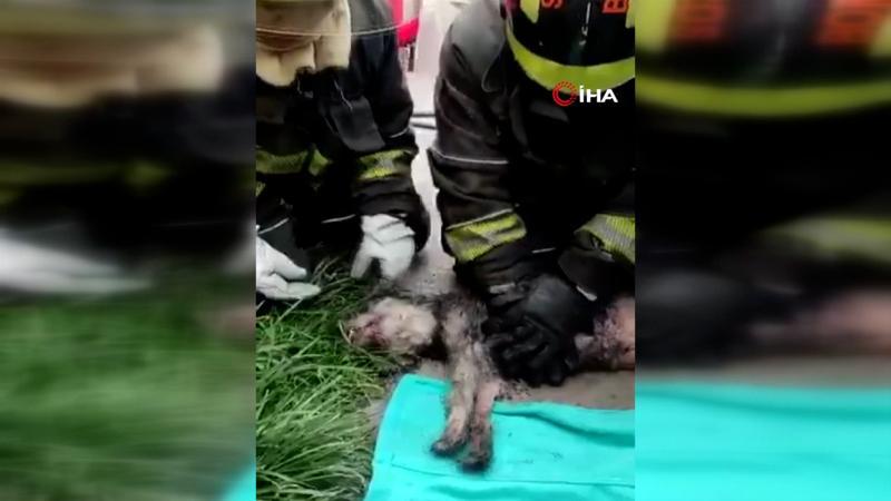 Yangında kalbi duran köpeği itfaiyeciler hayata döndürdü