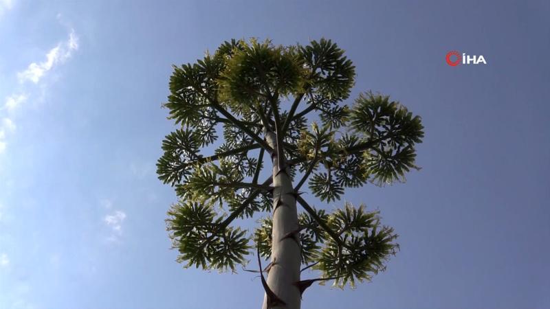 Agave bitkisi 30 yıl sonra Bandırma’da çiçek açtı