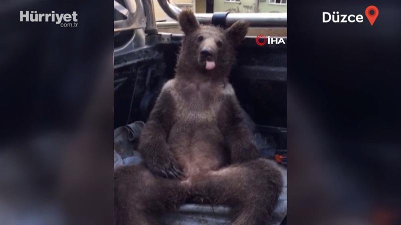 Bear passes out from 'mad honey'