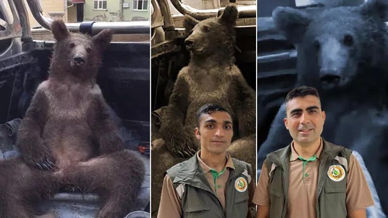 Fazla bal yiyen ayıyı bulan orman görevlisi ilk kez konuştu