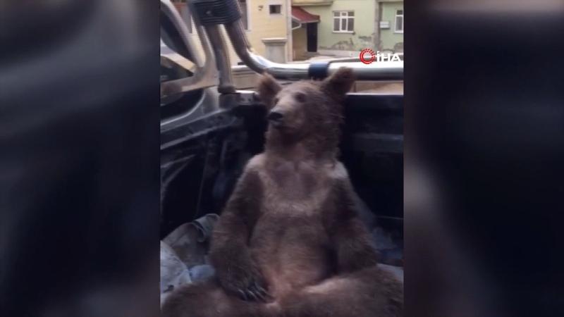 Balı fazla kaçıran ayının adı belli oldu