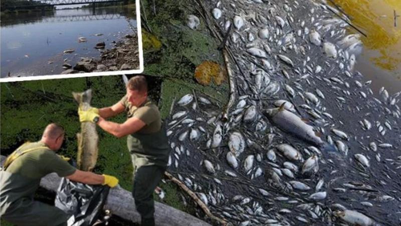 Polonya'nın Oder Nehri'nde ekolojik felaket! Kimyasal atık döküldü, 10 ton balık telef oldu
