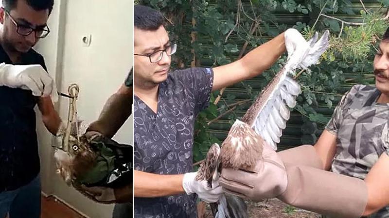 Yılanı yutamayınca boğulma tehlikesi geçiren kartal kurtarıldı