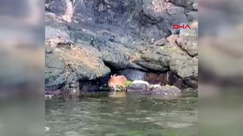Kayalıklarda mahsur kalan yavru geyik, jet ski ile kurtarıldı