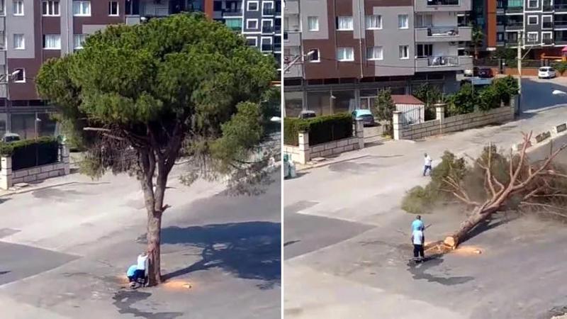 Yolun ortasında kalan yarım asırlık ağacın kesilmesi tepki çekti