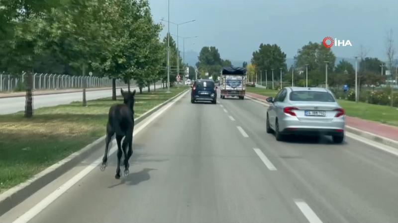 Bursa'da başıboş at trafiği alt üst etti