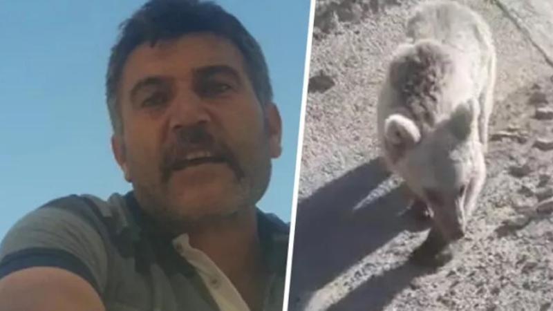 Ölü sandığı ayıyı kameraya almak isterken canından oluyordu
