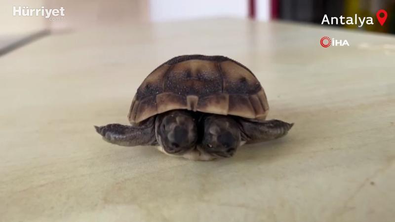 Çift başlı kaplumbağa görenleri şaşırttı