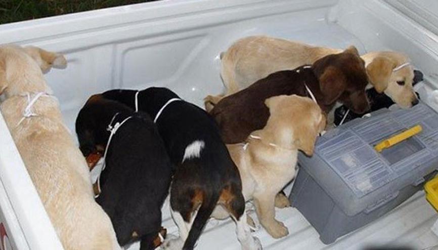 Kopek Yavrusu Haberleri Son Dakika Kopek Yavrusu Hakkinda Guncel Haber Ve Bilgiler Kopek Yavrusu Haberleri Son Dakika Kopek Yavrusu Hakkinda Guncel Haber Ve Bilgiler