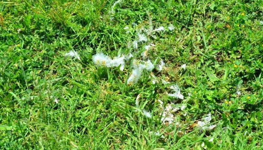 Ku Gribi Hastal Haberleri Son Dakika Ku Gribi Hastal Hakk nda 
