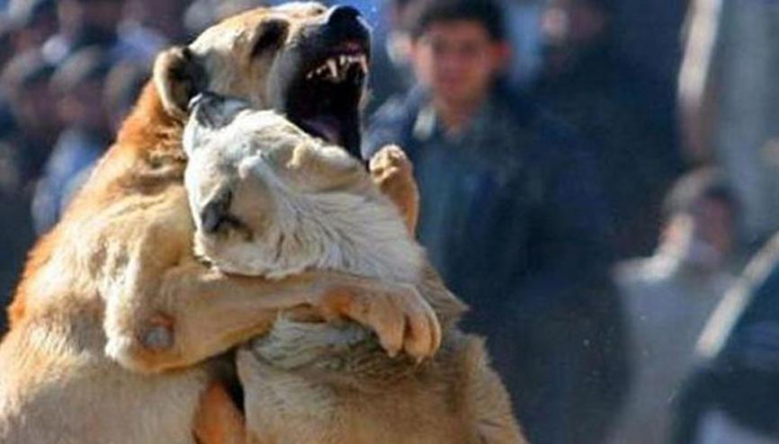 Kopek Dovusu Haberleri Son Dakika Kopek Dovusu Hakkinda Guncel Haber Ve Bilgiler