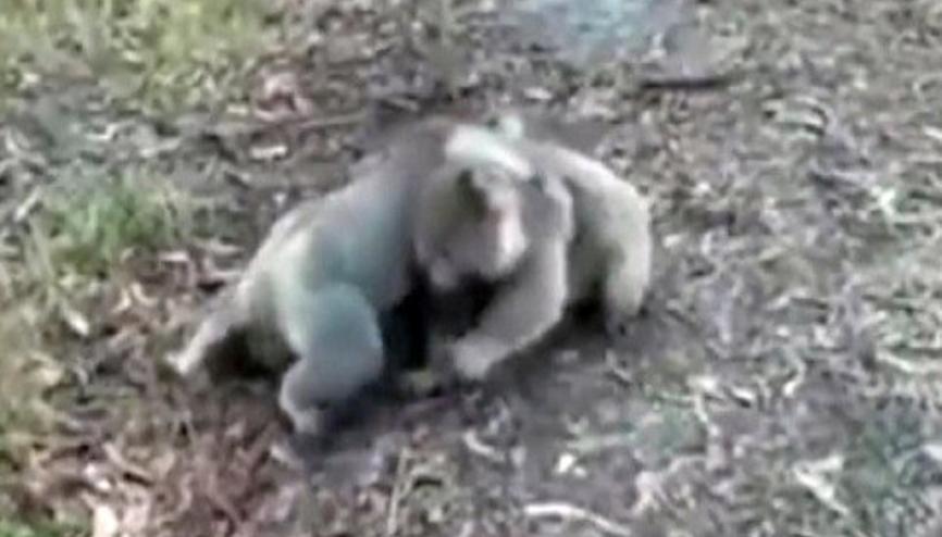 koala haberleri son dakika koala hakkinda guncel haber ve bilgiler