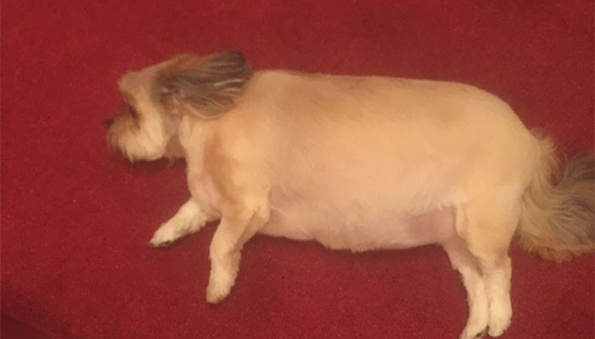 Komik Hayvanlar Haberleri Son Dakika Komik Hayvanlar Hakkinda Guncel Haber Ve Bilgiler