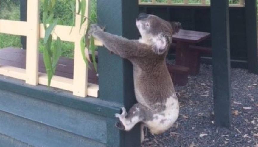 koala haberleri son dakika koala hakkinda guncel haber ve bilgiler