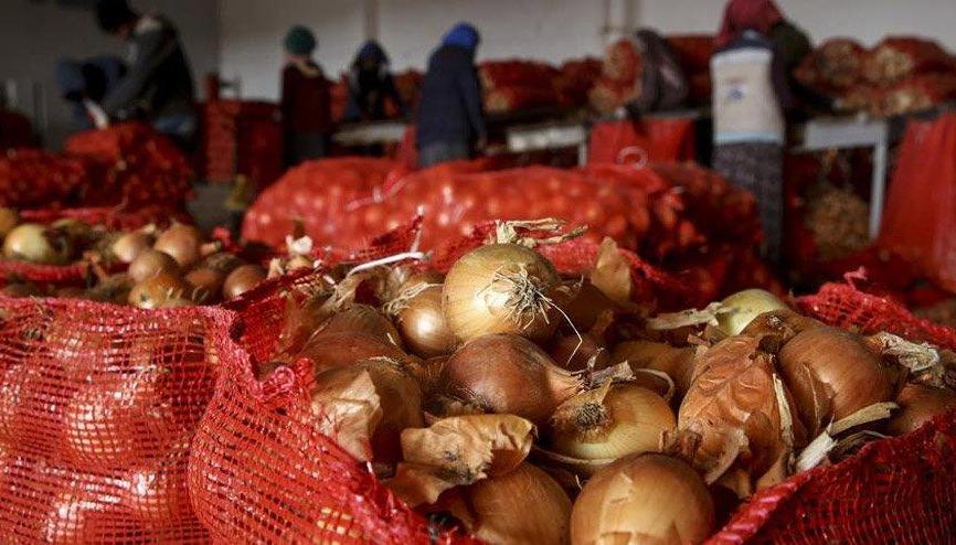 sogan fiyatlari haberleri son dakika sogan fiyatlari hakkinda guncel haber ve bilgiler