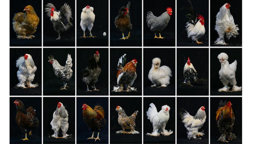 Sus Tavugu Haberleri Son Dakika Sus Tavugu Hakkinda Guncel Haber Ve Bilgiler Sus Tavugu Haberleri Son Dakika Sus Tavugu Hakkinda Guncel Haber Ve Bilgiler