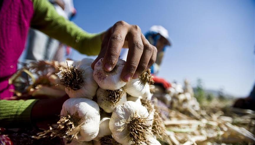 sarimsak fiyatlari haberleri son dakika sarimsak fiyatlari hakkinda guncel haber ve bilgiler