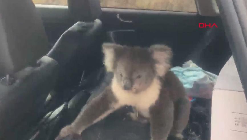 koala haberleri son dakika koala hakkinda guncel haber ve bilgiler