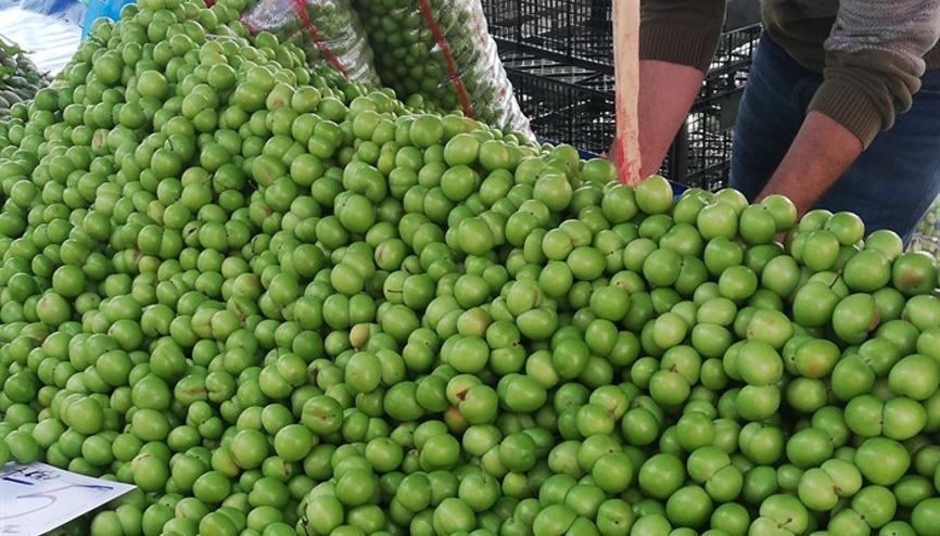 erik fiyatlari haberleri son dakika erik fiyatlari hakkinda guncel haber ve bilgiler