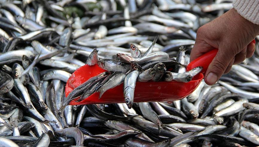 Hamsi Fiyatlari Haberleri Son Dakika Hamsi Fiyatlari Hakkinda Guncel Haber Ve Bilgiler Hamsi Fiyatlari Haberleri Son Dakika Hamsi Fiyatlari Hakkinda Guncel Haber Ve Bilgiler