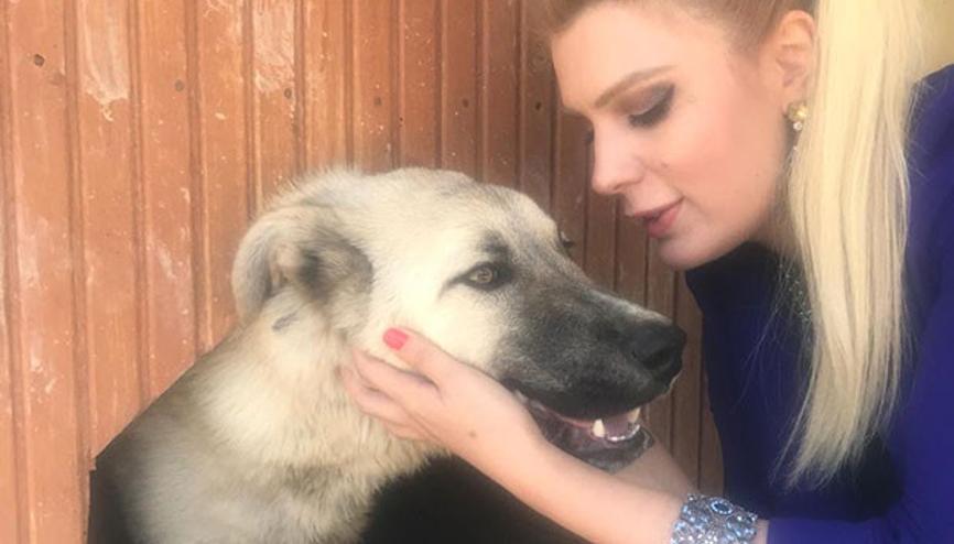 Kopege Siddet Haberleri Son Dakika Kopege Siddet Hakkinda Guncel Haber Ve Bilgiler Kopege Siddet Haberleri Son Dakika Kopege Siddet Hakkinda Guncel Haber Ve Bilgiler