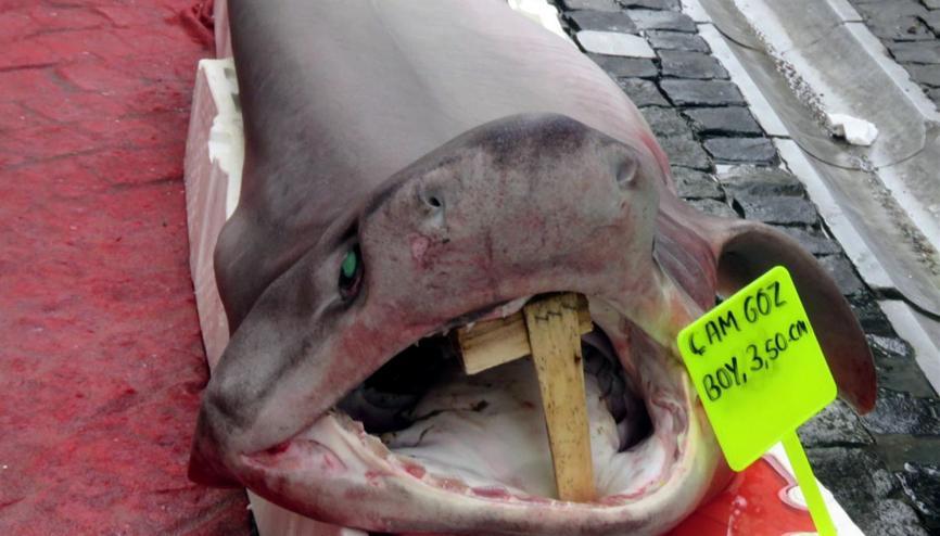 Camgoz Haberleri Son Dakika Camgoz Hakkinda Guncel Haber Ve Bilgiler Camgoz Haberleri Son Dakika Camgoz Hakkinda Guncel Haber Ve Bilgiler