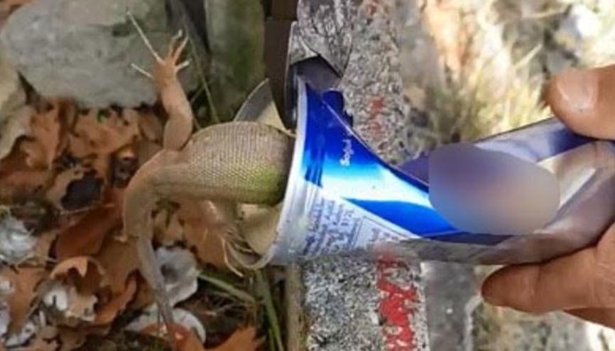 kertenkele haberleri son dakika kertenkele hakkinda guncel haber ve bilgiler