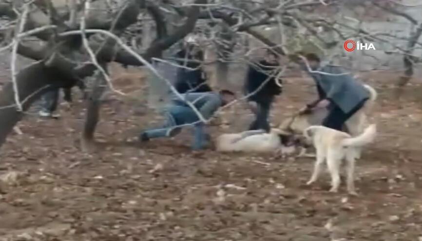 Kopek Dovusu Haberleri Son Dakika Kopek Dovusu Hakkinda Guncel Haber Ve Bilgiler