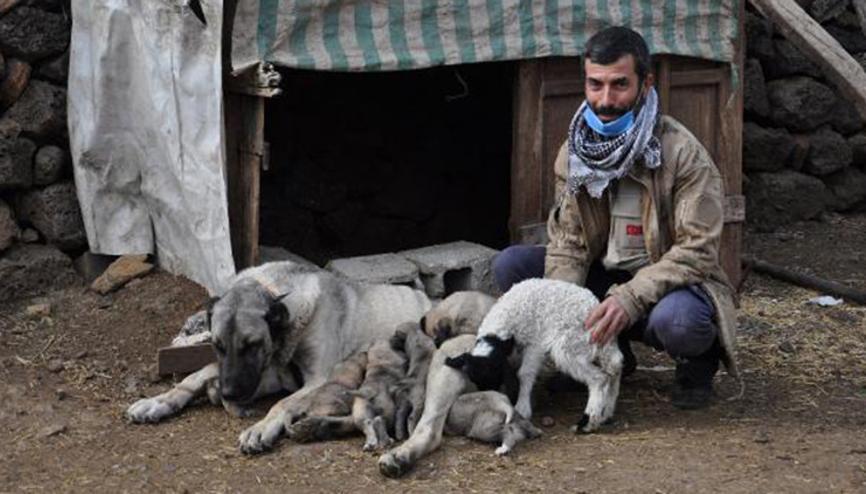 Kangal Kopegi Haberleri Son Dakika Kangal Kopegi Hakkinda Guncel Haber Ve Bilgiler