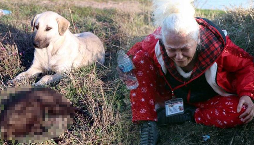Yavru Kopek Haberleri Son Dakika Yavru Kopek Hakkinda Guncel Haber Ve Bilgiler