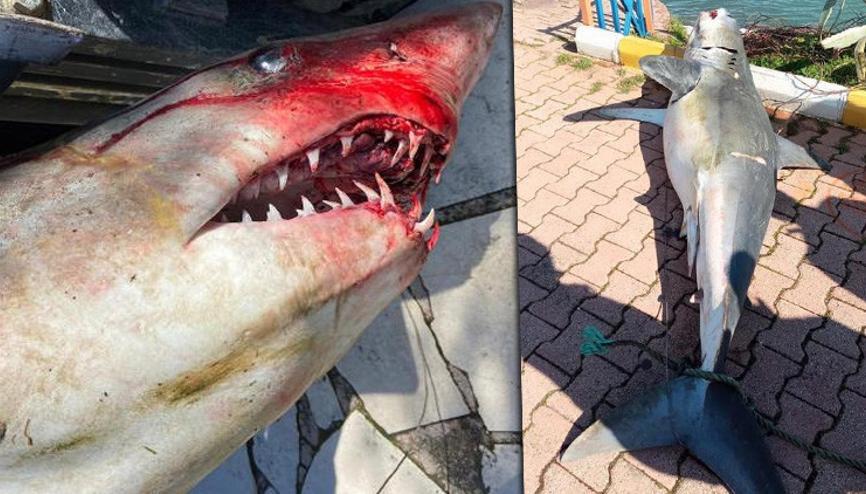 Kopek Baligi Haberleri Son Dakika Kopek Baligi Hakkinda Guncel Haber Ve Bilgiler