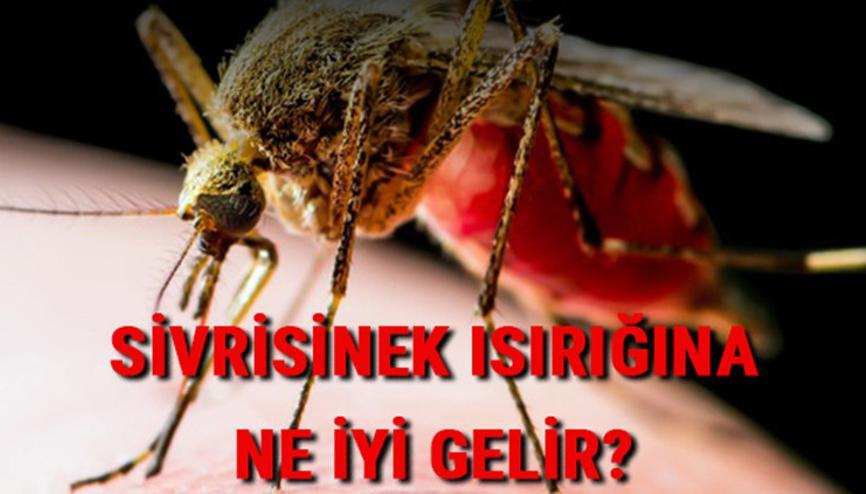 Sivrisinek Isirigi Haberleri Son Dakika Sivrisinek Isirigi Hakkinda Guncel Haber Ve Bilgiler