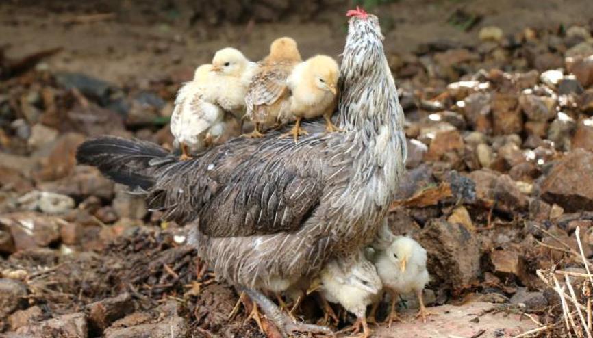 Tavuk Haberleri Son Dakika Tavuk Hakkinda Guncel Haber Ve Bilgiler Tavuk Haberleri Son Dakika Tavuk Hakkinda Guncel Haber Ve Bilgiler