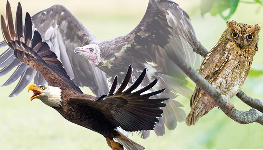 Kuslar Haberleri Son Dakika Kuslar Hakkinda Guncel Haber Ve Bilgiler