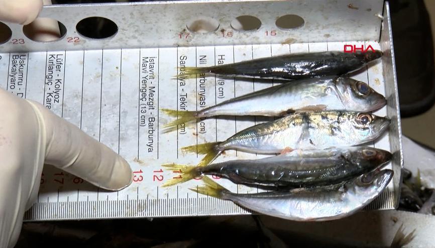 Balik Hali Haberleri Son Dakika Balik Hali Hakkinda Guncel Haber Ve Bilgiler