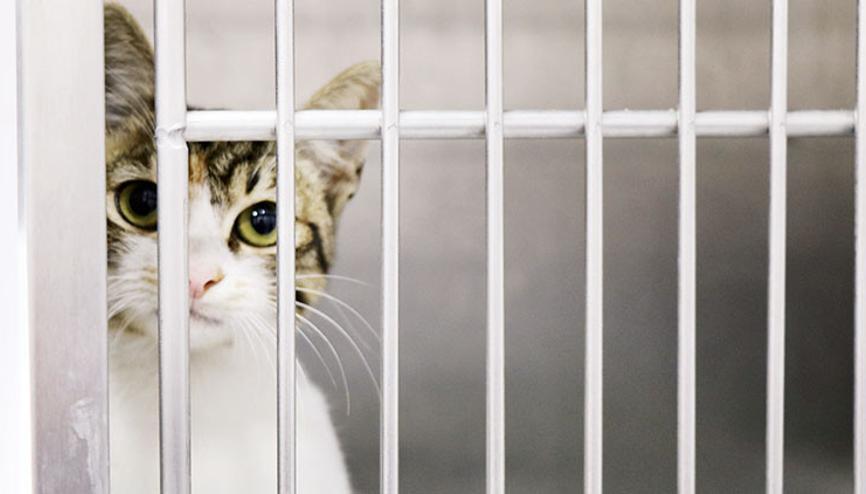 Yedikule Hayvan Barinagi Haberleri Son Dakika Yedikule Hayvan Barinagi Hakkinda Guncel Haber Ve Bilgiler