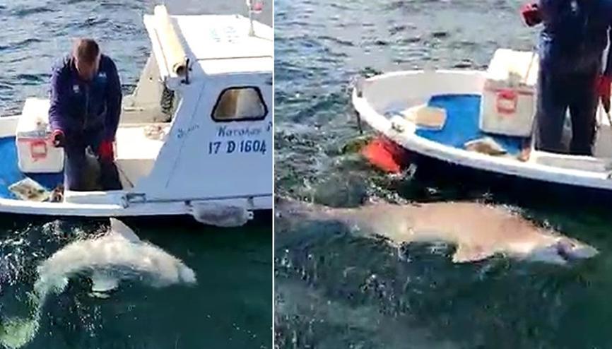 Kopek Baligi Haberleri Son Dakika Kopek Baligi Hakkinda Guncel Haber Ve Bilgiler