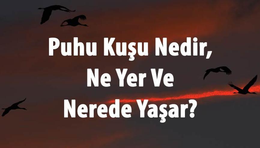 Puhu Kusu Haberleri Son Dakika Puhu Kusu Hakkinda Guncel Haber Ve Bilgiler