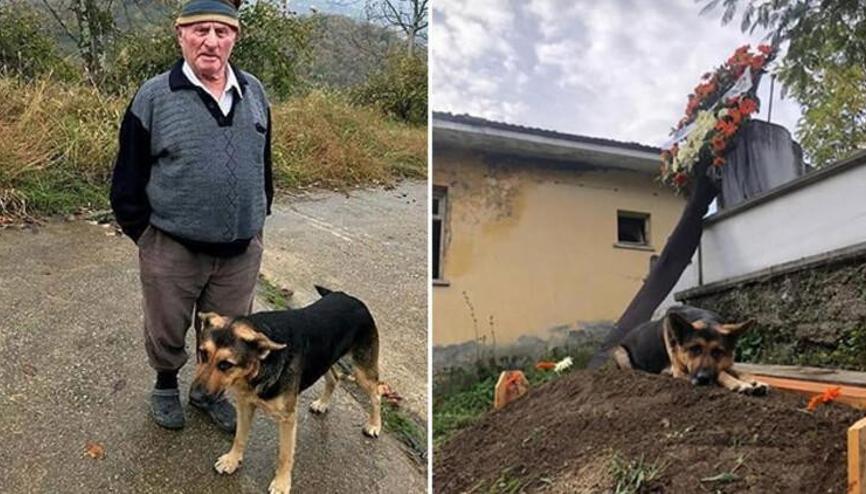 Kopek Haberleri Son Dakika Kopek Hakkinda Guncel Haber Ve Bilgiler
