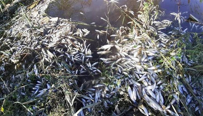 z6ffk5l7dpsecm z6ffk5l7dpsecm