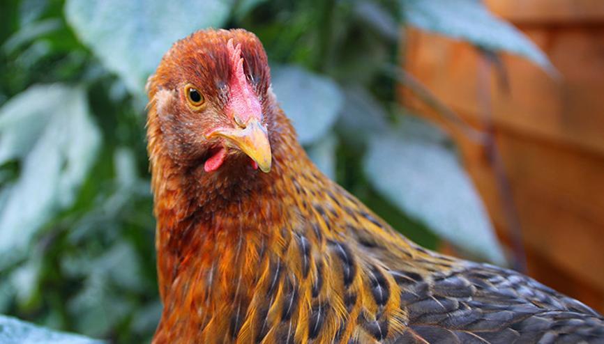 Avrupada en kötü kuş gribi salgını: Hollandada 200 binden fazla tavuk daha itlaf edildi Avrupada en kötü kuş gribi salgını: Hollandada 200 binden fazla tavuk daha itlaf edildi