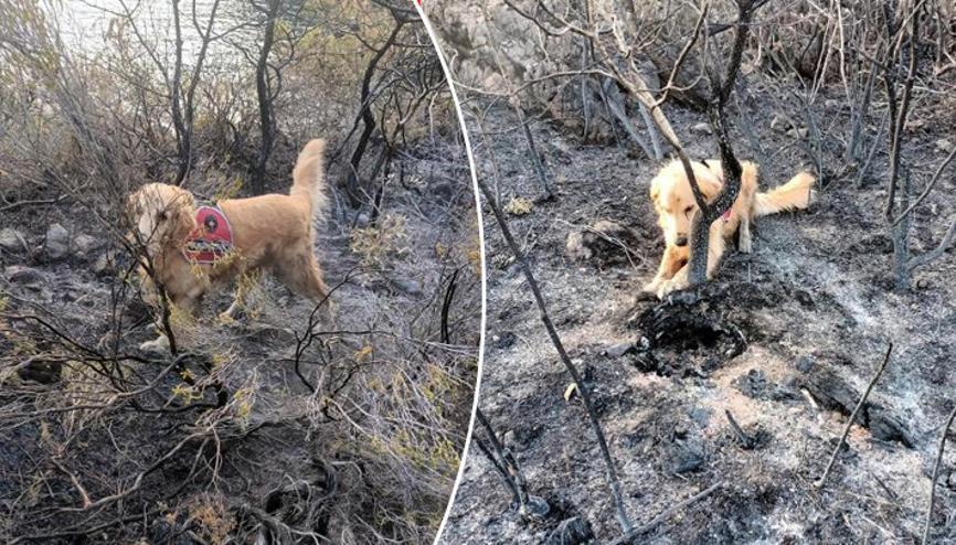 Türkiyenin tek yangın tespit köpeği... Marmaristeki yangının başlangıç noktasını Kadro tespit etti Türkiyenin tek yangın tespit köpeği... Marmaristeki yangının başlangıç noktasını Kadro tespit etti