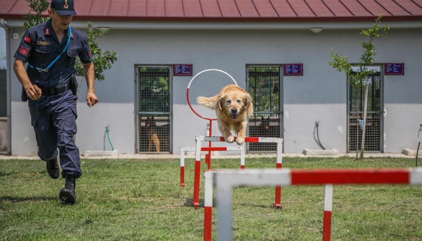 Türkiyenin tek yangın tespit köpeği Kadro Türkiyenin tek yangın tespit köpeği Kadro