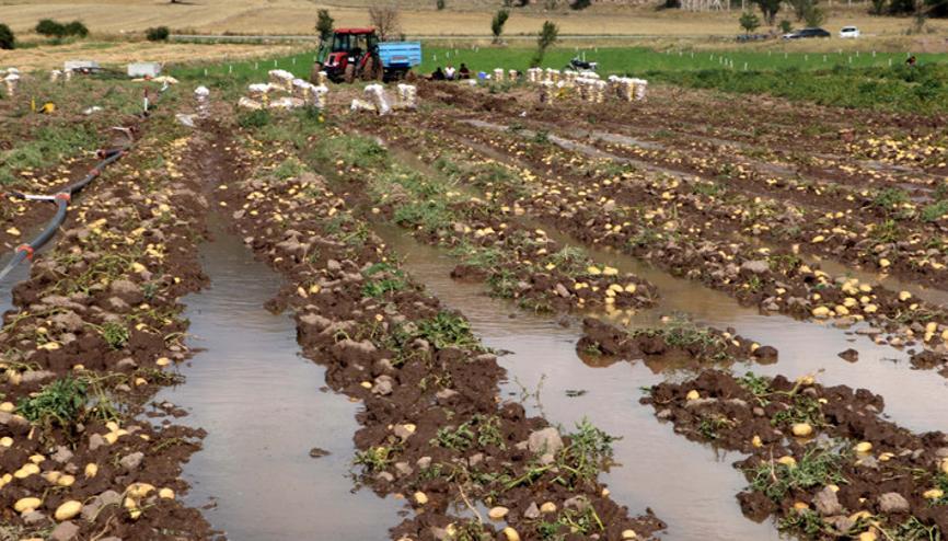 Afyonkarahisarda sağanak: İş yerlerini ve patates tarlalarını su bastı Afyonkarahisarda sağanak: İş yerlerini ve patates tarlalarını su bastı