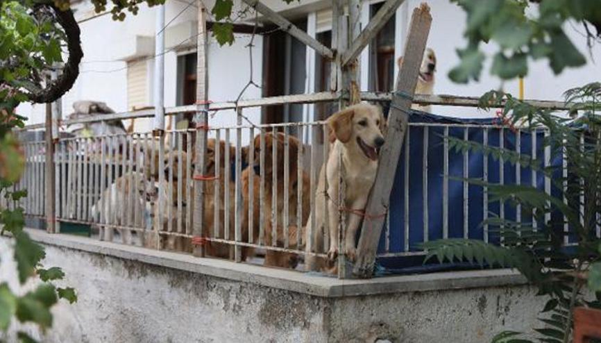 Hayvanseverler isyan etti: Köpekler evde kilitli tutuluyor iddiası Hayvanseverler isyan etti: Köpekler evde kilitli tutuluyor iddiası