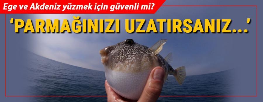 Balon balığı dosyası | Ege ve Akdeniz kıyıları yüzmek için ne kadar güvenli